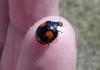 Harmonia axyridis